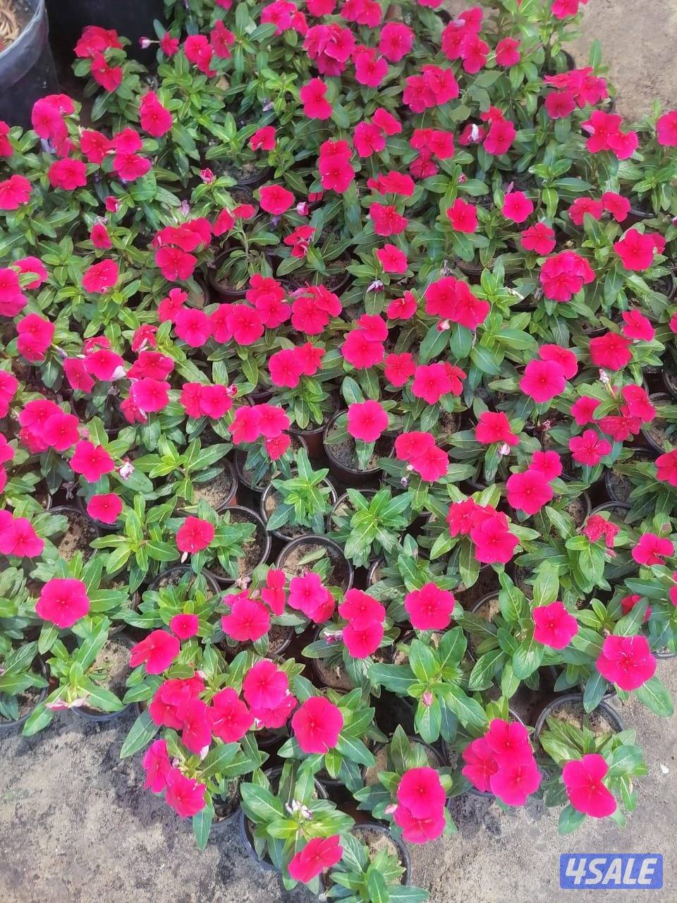 بيع وتركيب الثيل الصناعي والطبيعي وشبكات الري والسياج التركي11