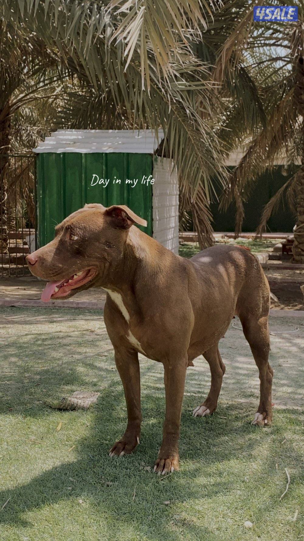 جراوه بتبول مستوى طيب1