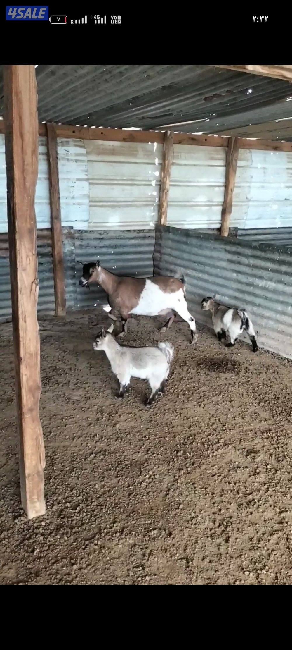 عنز جيكيه مع حفرة وتيس0