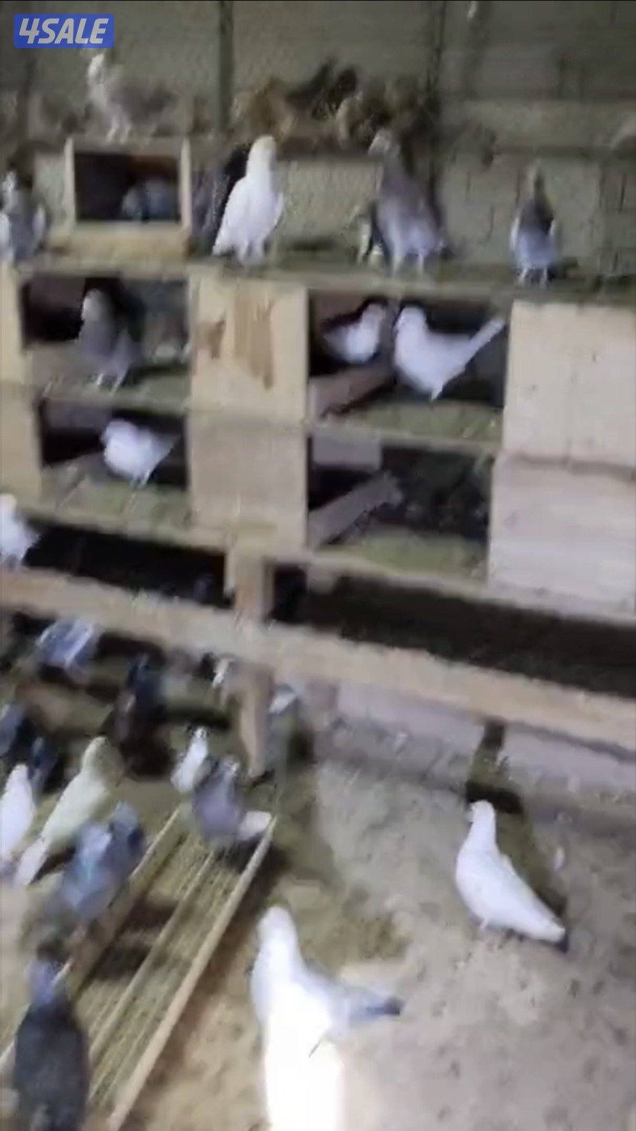 حمام دشاشي مشكلين1