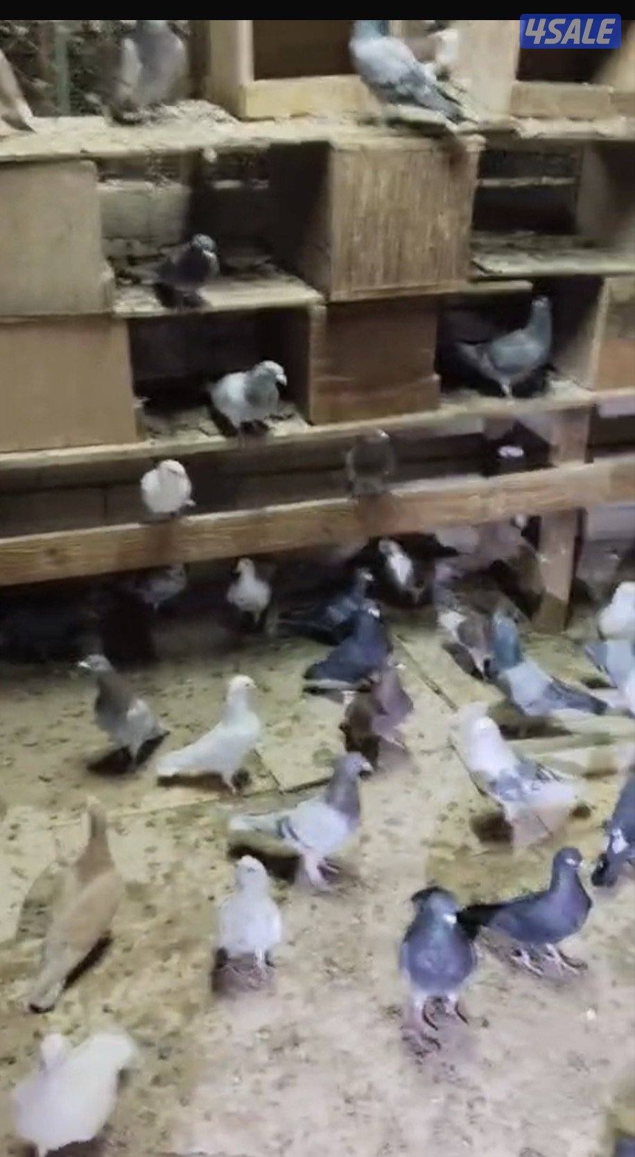 حمام دشاشي مشكلين2