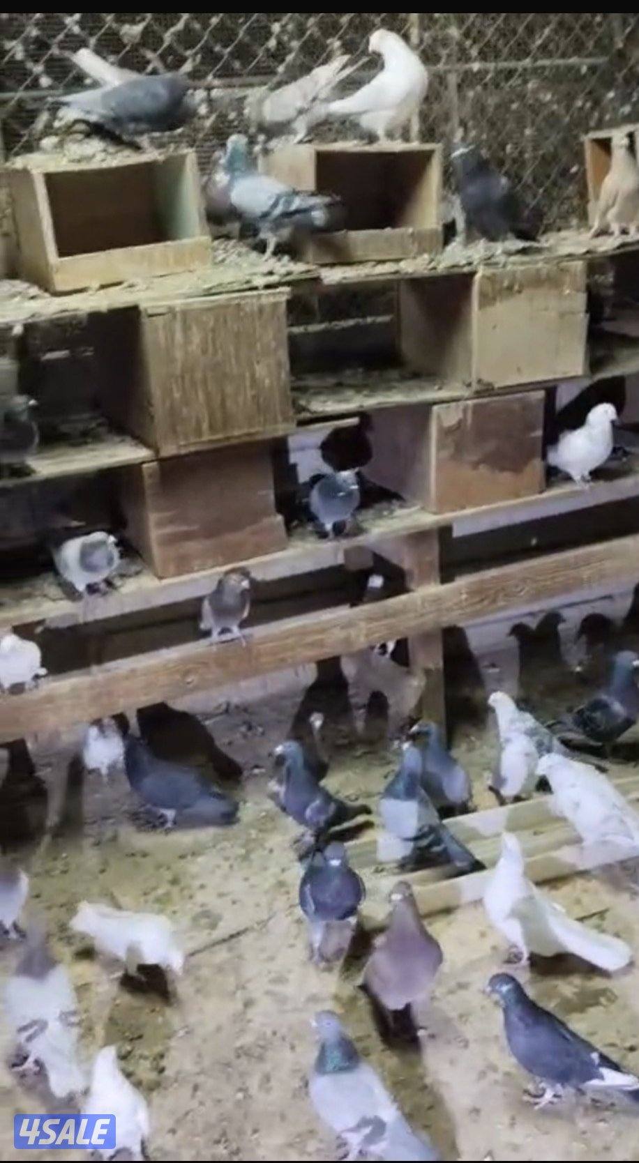 حمام دشاشي مشكلين3