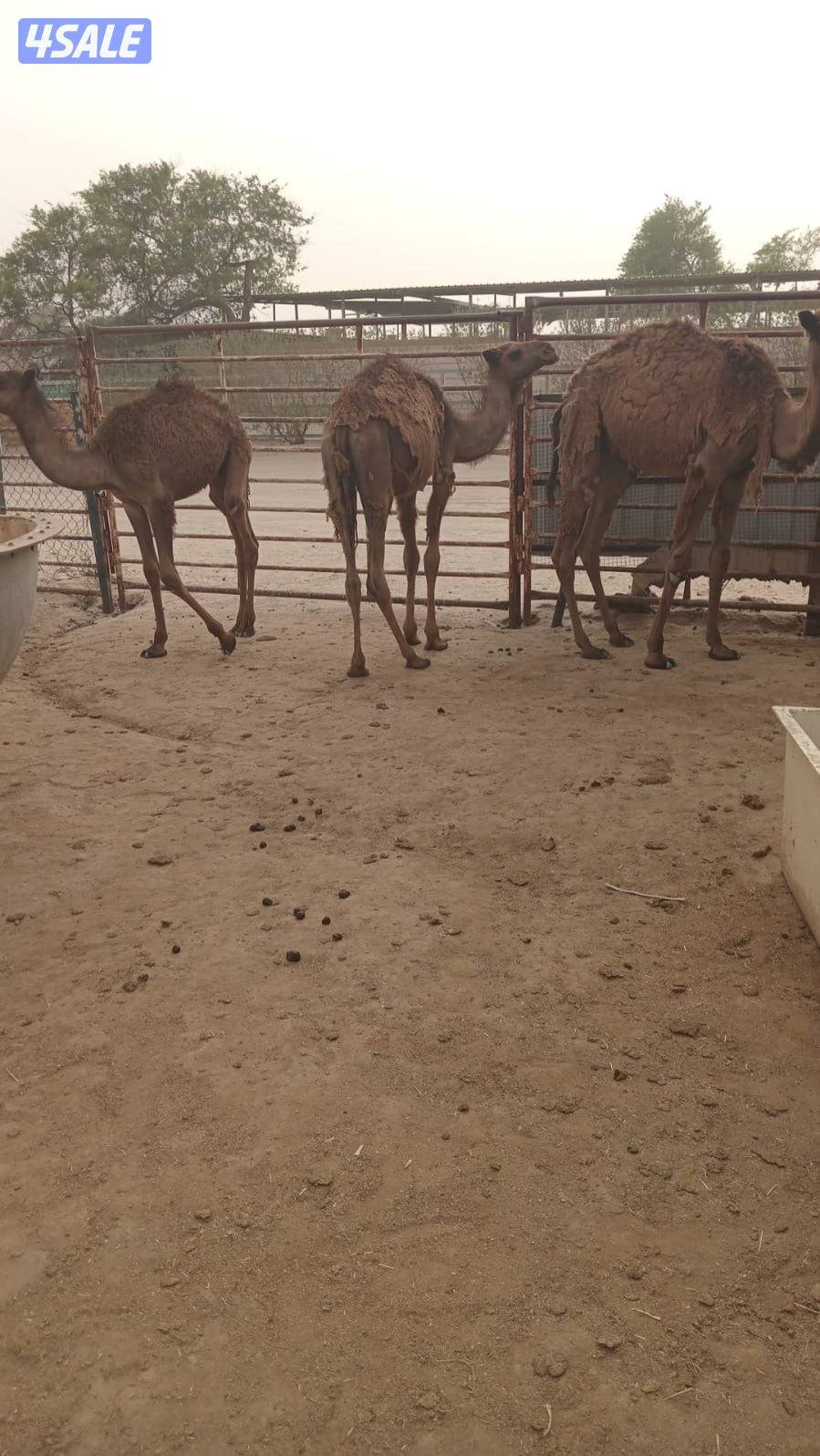 فحل منتج وسلم وساسه على عبدان وماشاءالله تبارك الرحمن0