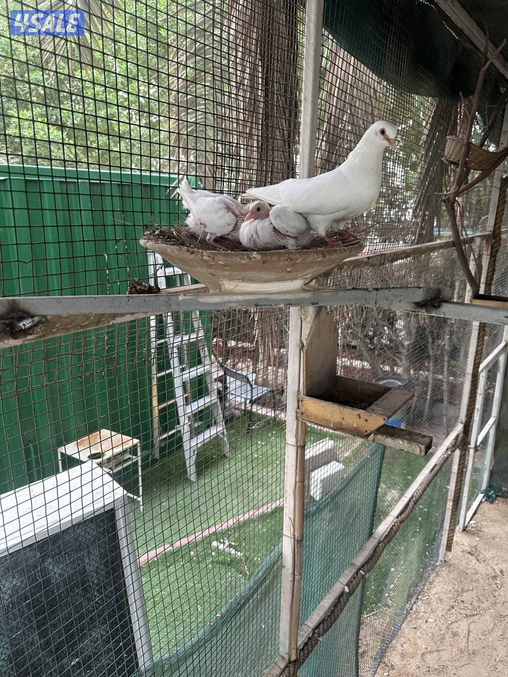 حمام وقاويق صنعاوي اللون ابيض عدد 15 ازواج وطبات الزوج ب100