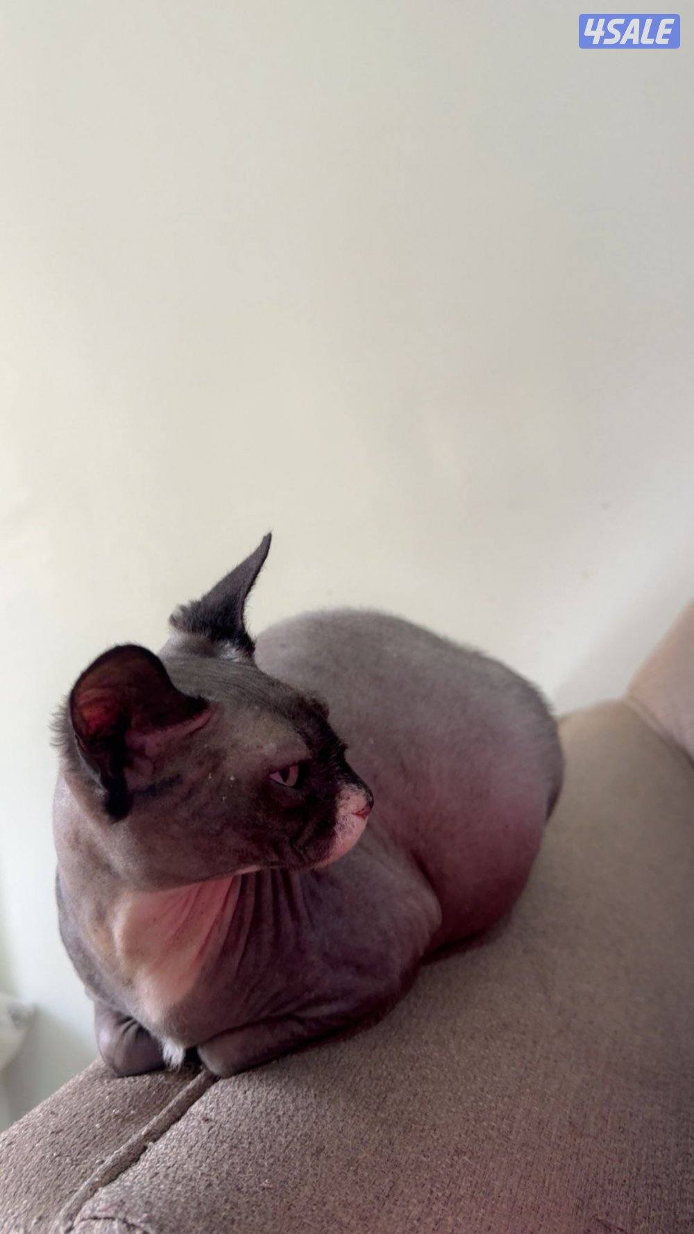 للبيع انثى سفينكيس القط الملكي2