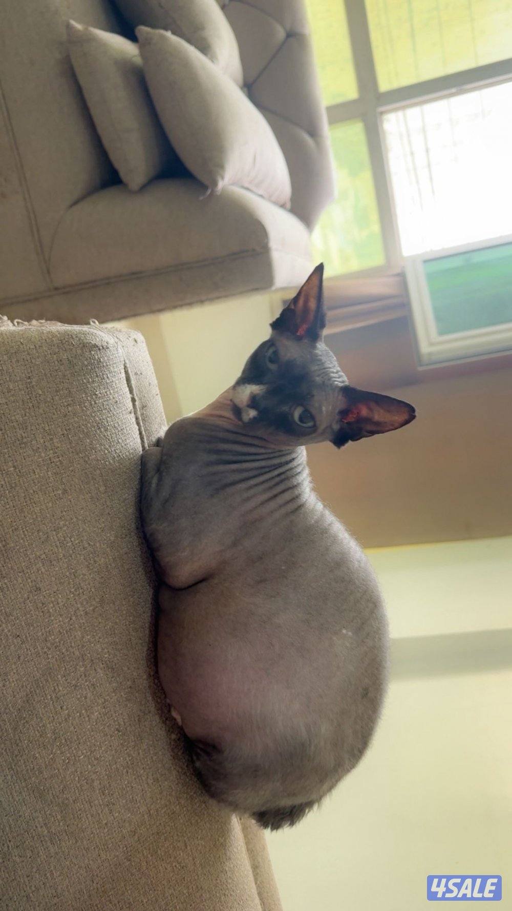 للبيع انثى سفينكيس القط الملكي3