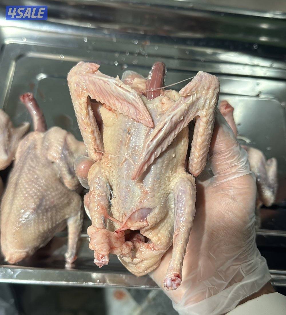 فروخ زاجل للاكل0