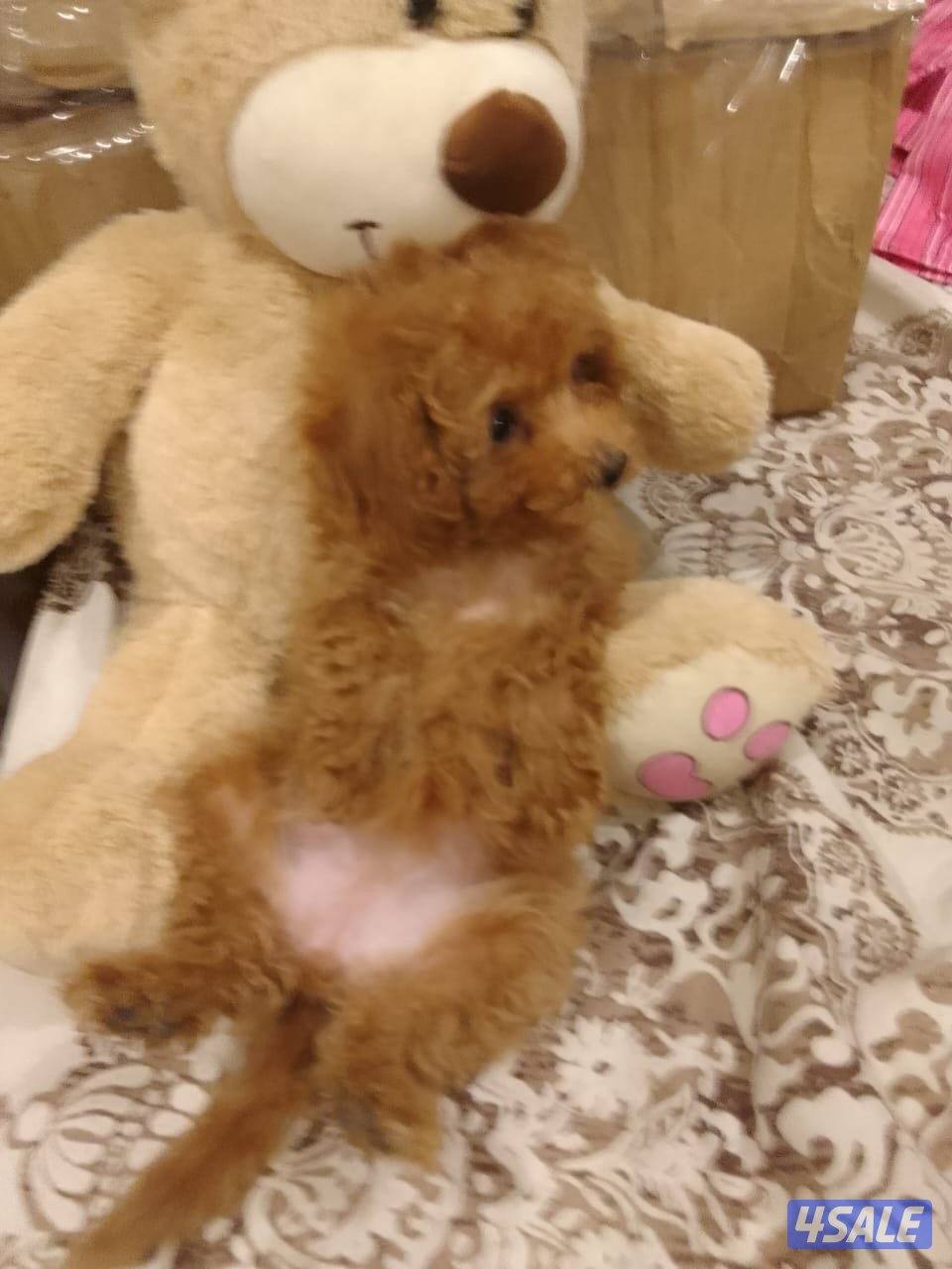 للبيع نثية توي بودل قابل للمساومة بيعة سريعة0