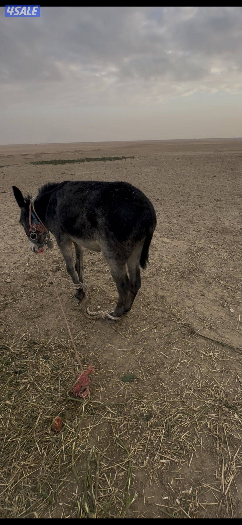 جحش عمره 3 سنين لحلال0