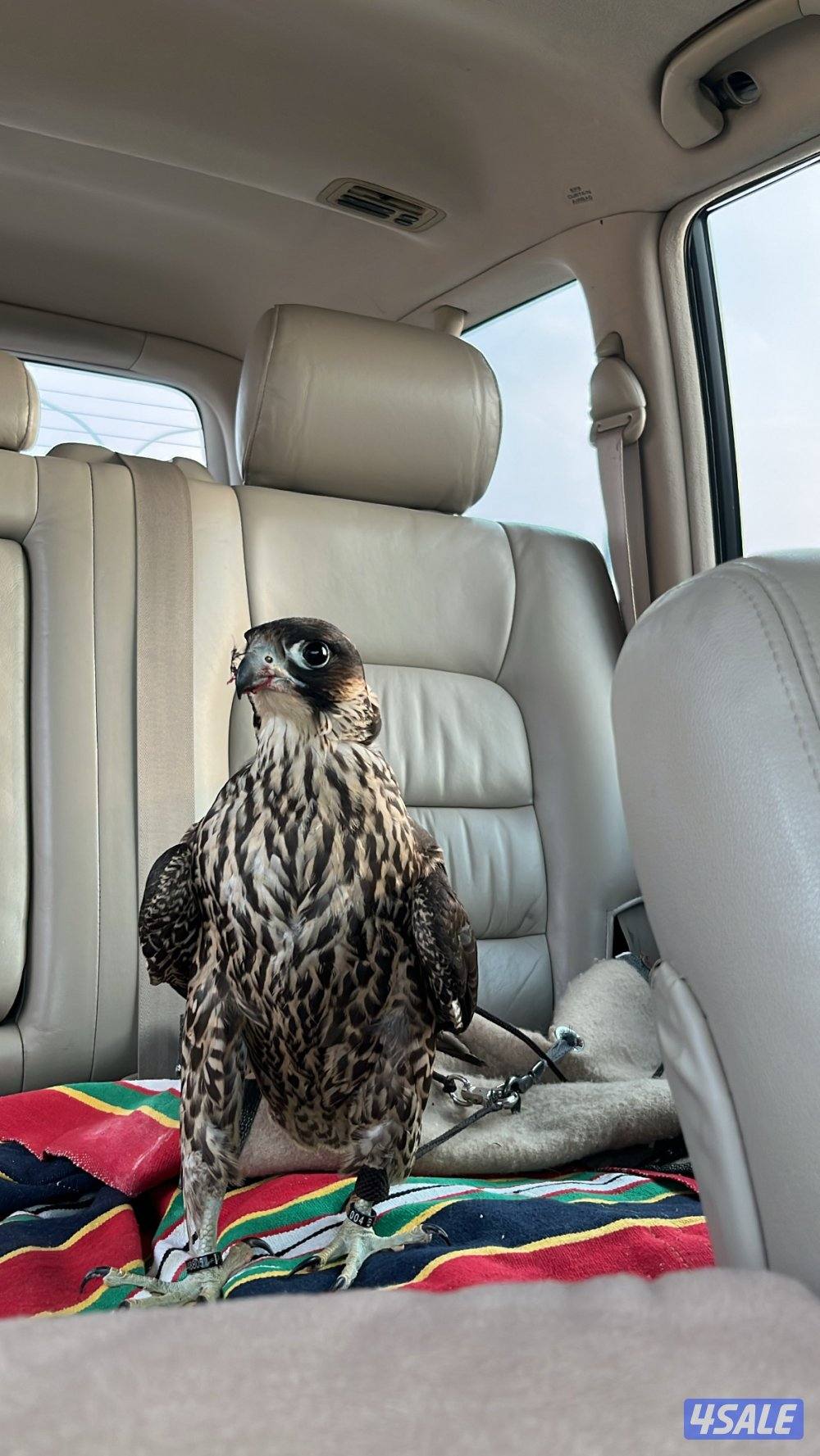 شيهانه فرخ تفريخ0