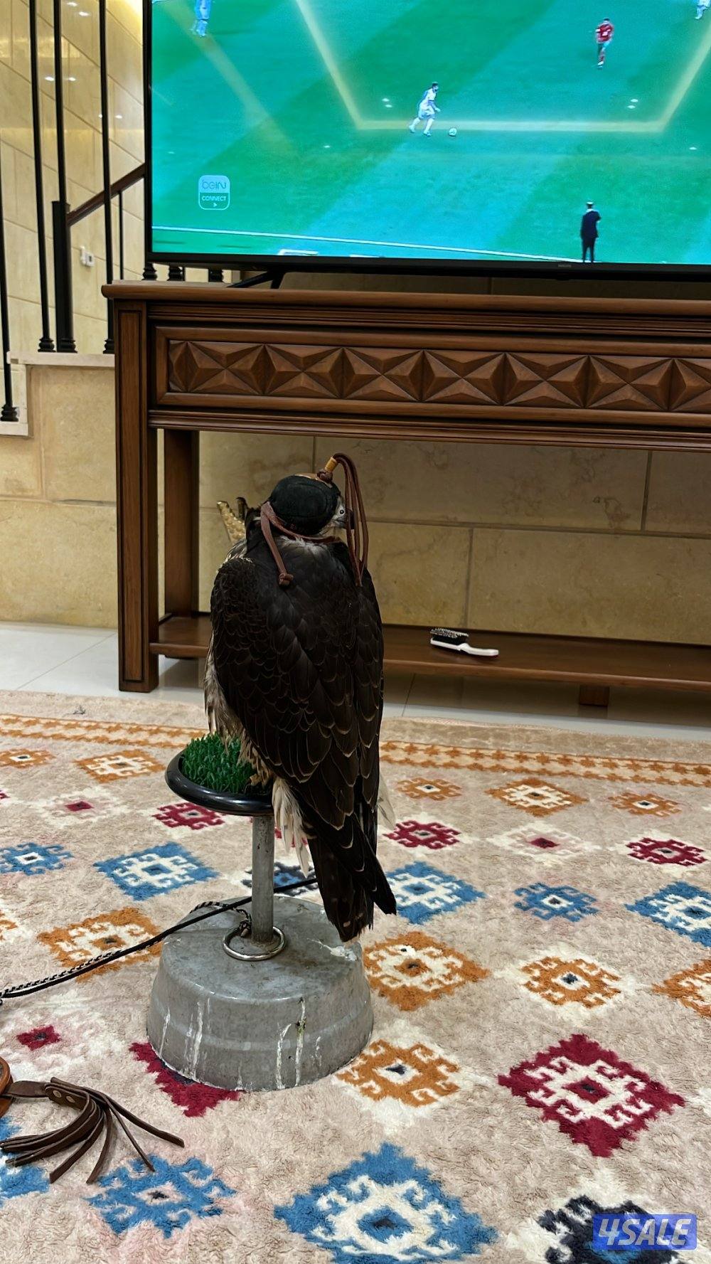 شيهانه فرخ تفريخ1