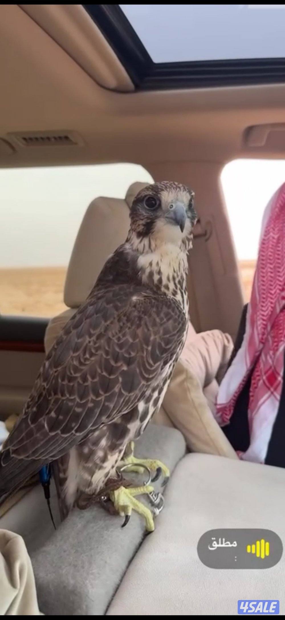 حر طرًح عراق0