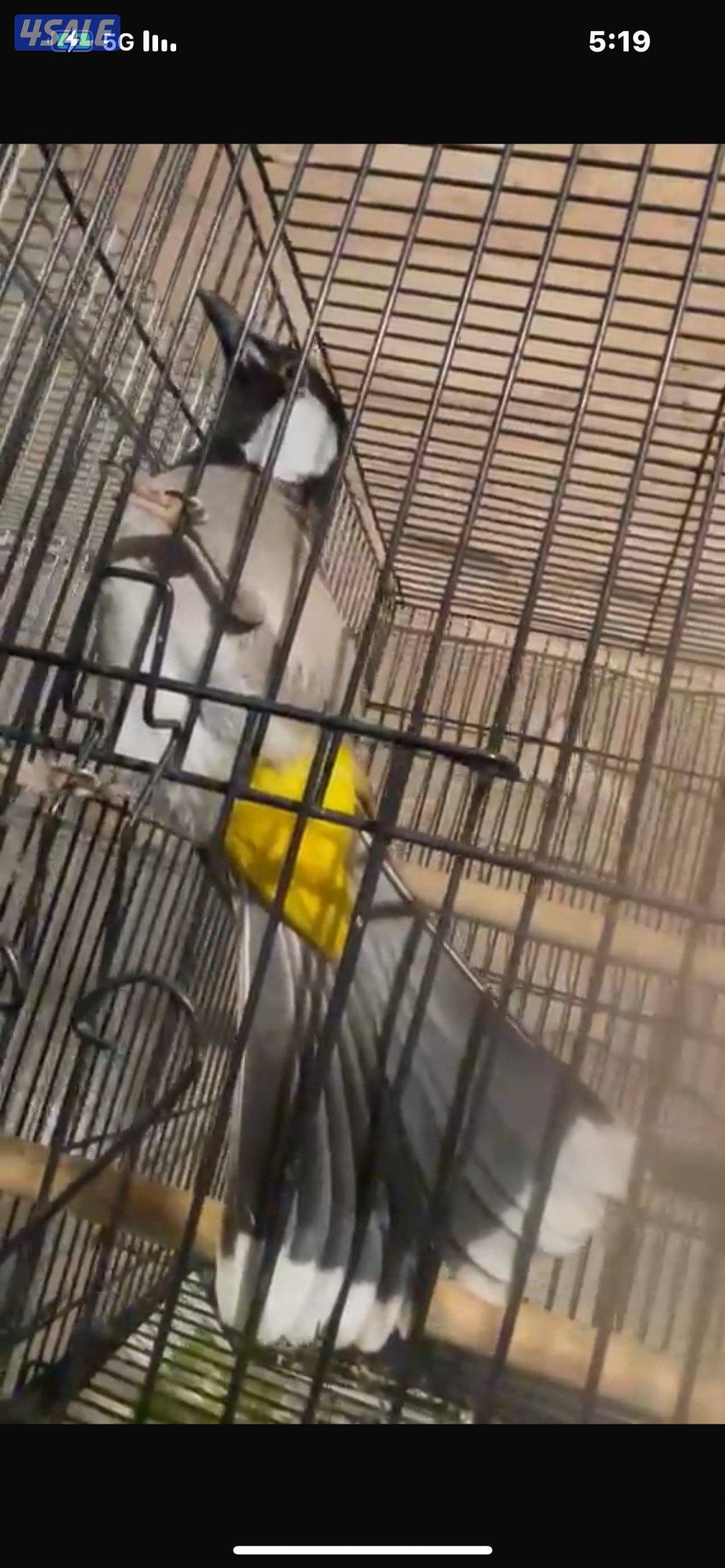 بلبل حجم جانبو1