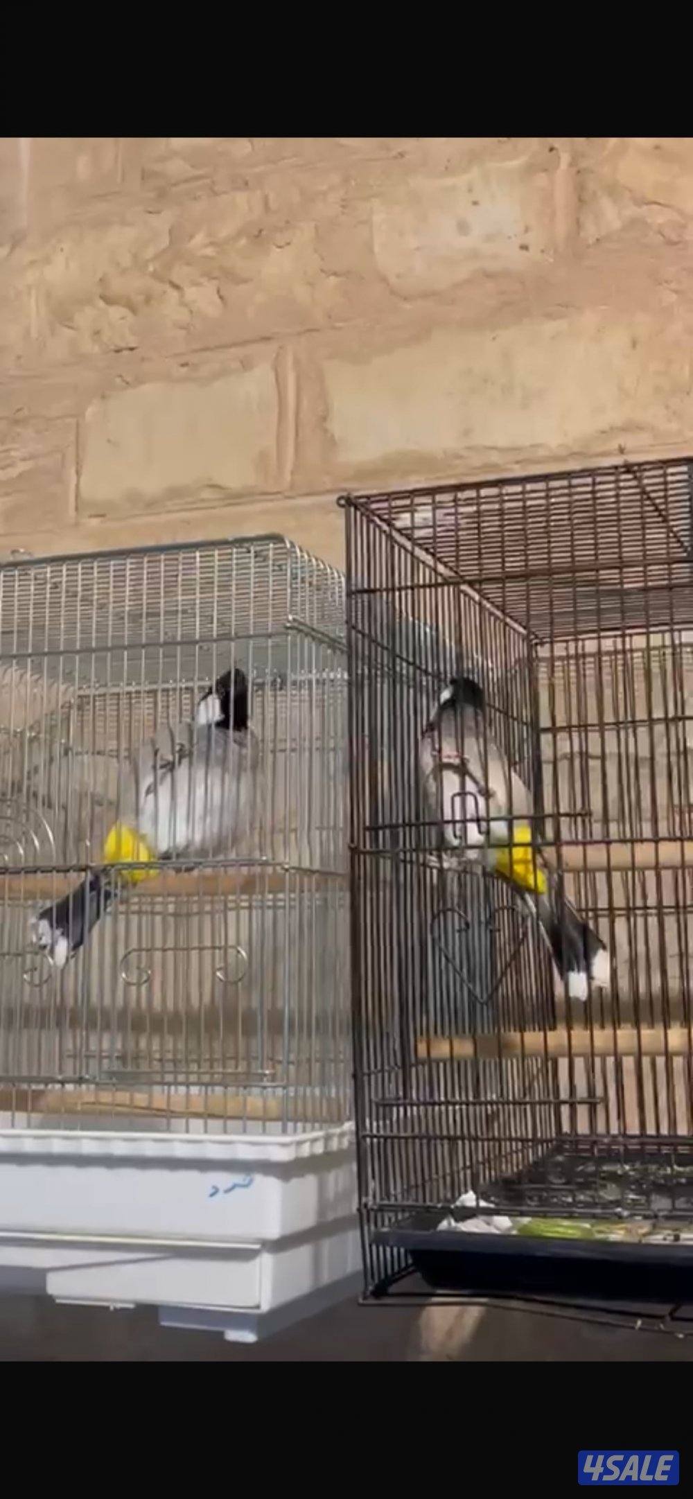 بلبل حجم جانبو0