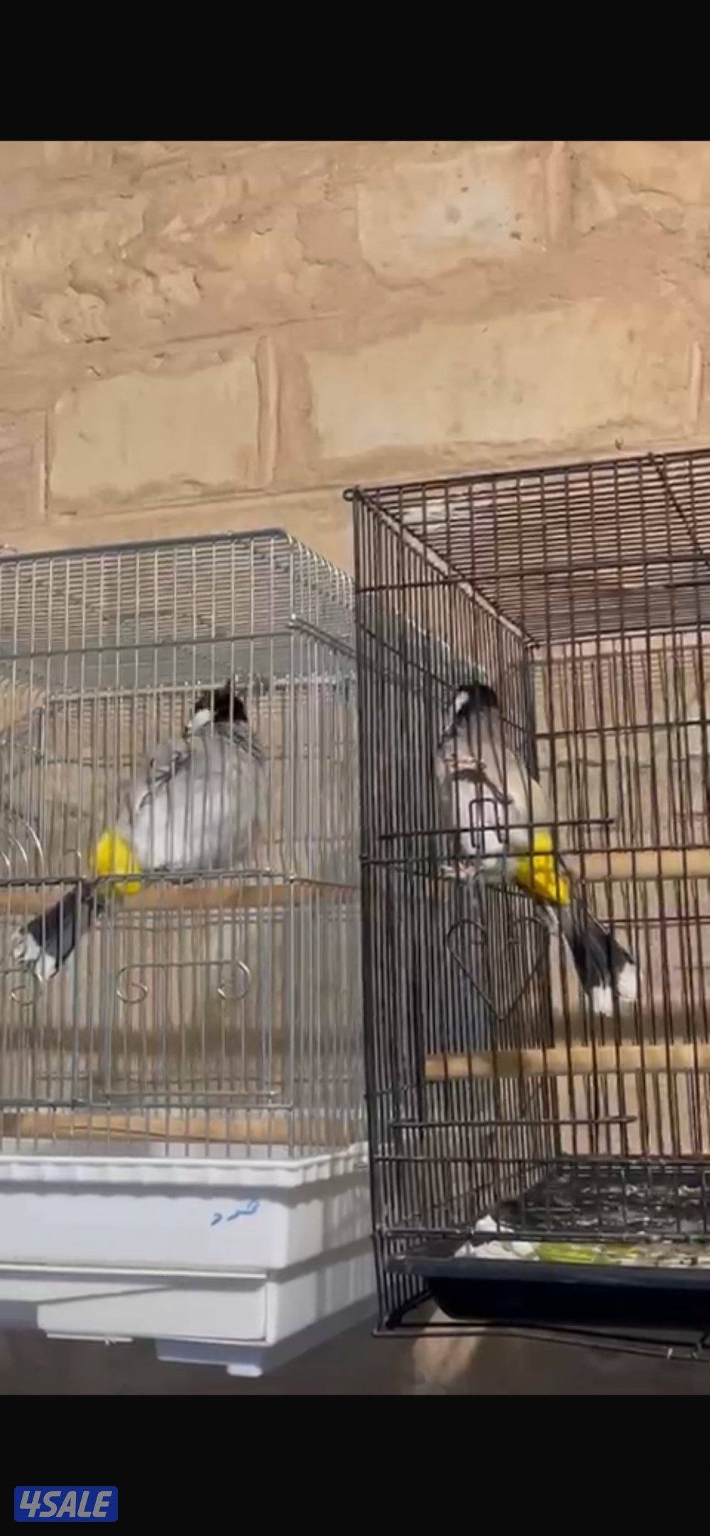 بلبل حجم جانبو2