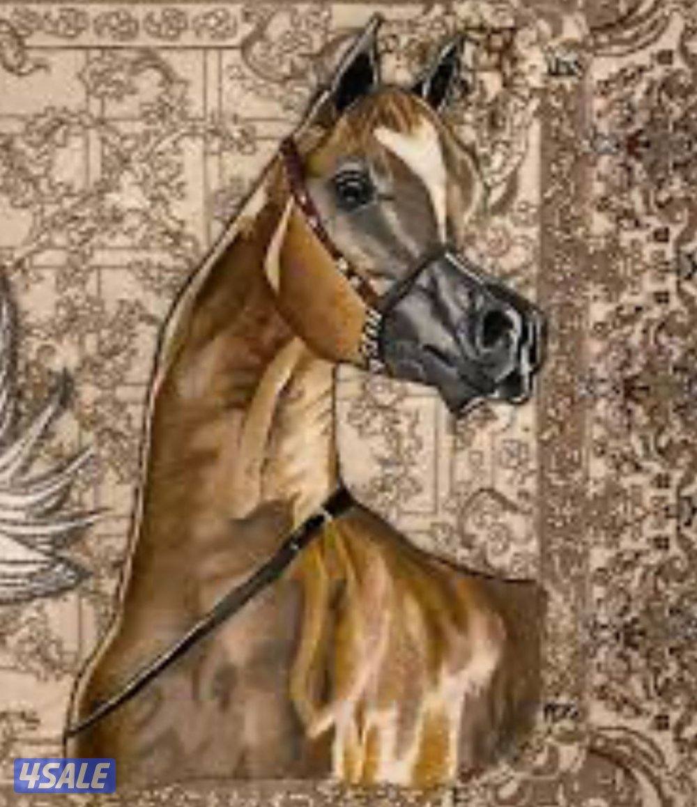 فرس مصرية فاخرة0