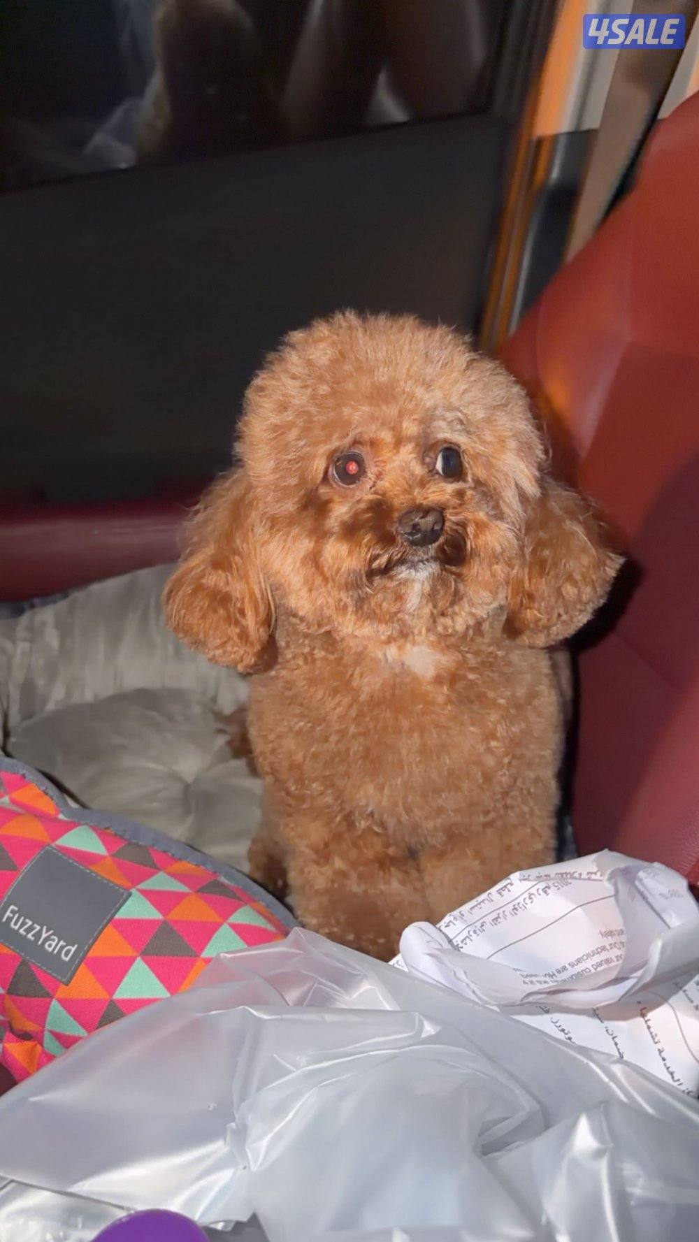 جلبه العمر ٣ سنين مع دفترها كامله التطعيمات1