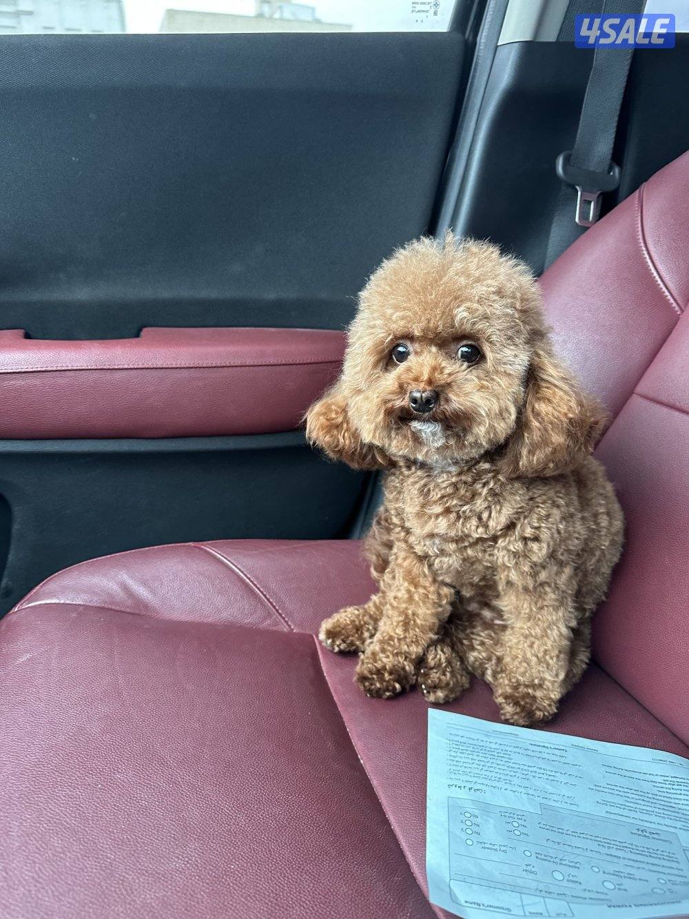 جلبه العمر ٣ سنين مع دفترها كامله التطعيمات5