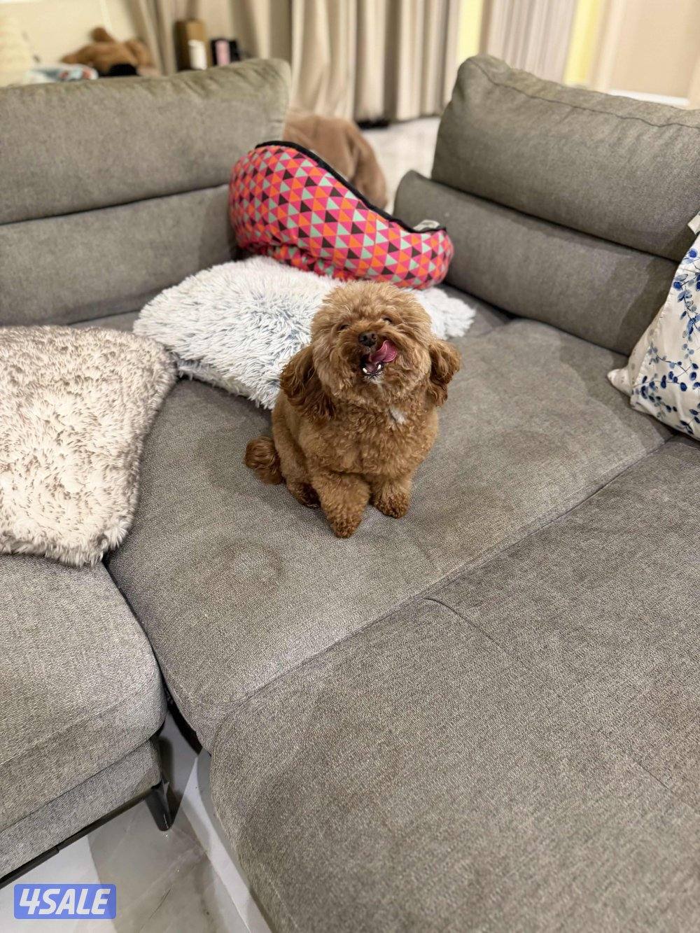 جلبه العمر ٣ سنين مع دفترها كامله التطعيمات6