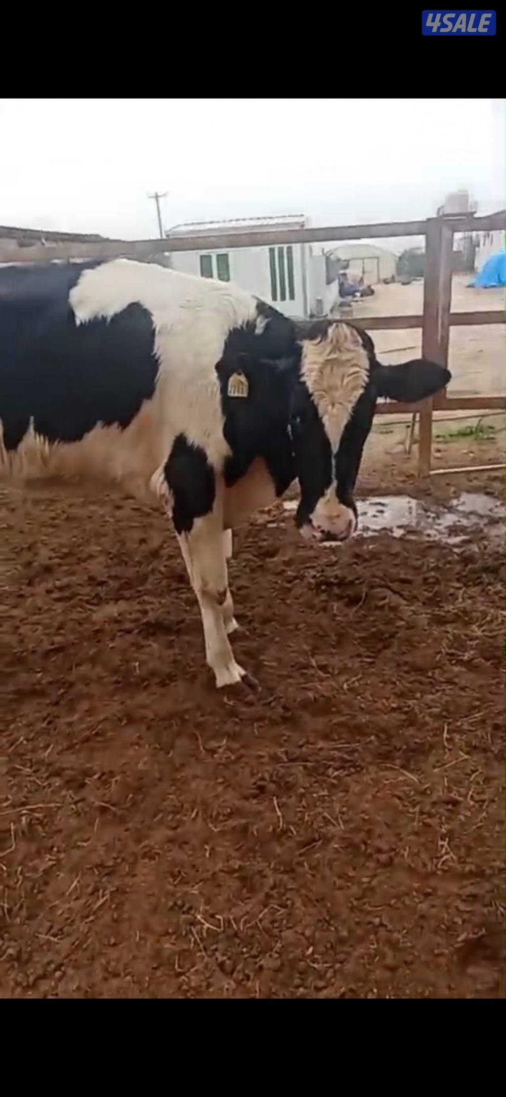 بقره هولشتاين العمر سنتين جاهزه لتلقيح السعر سوووم0