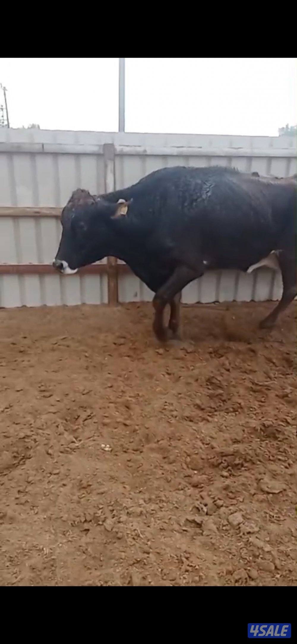 بقره براون سويسري بصحه ممتازه وجاهزه لتلقيح السعر على السوم0