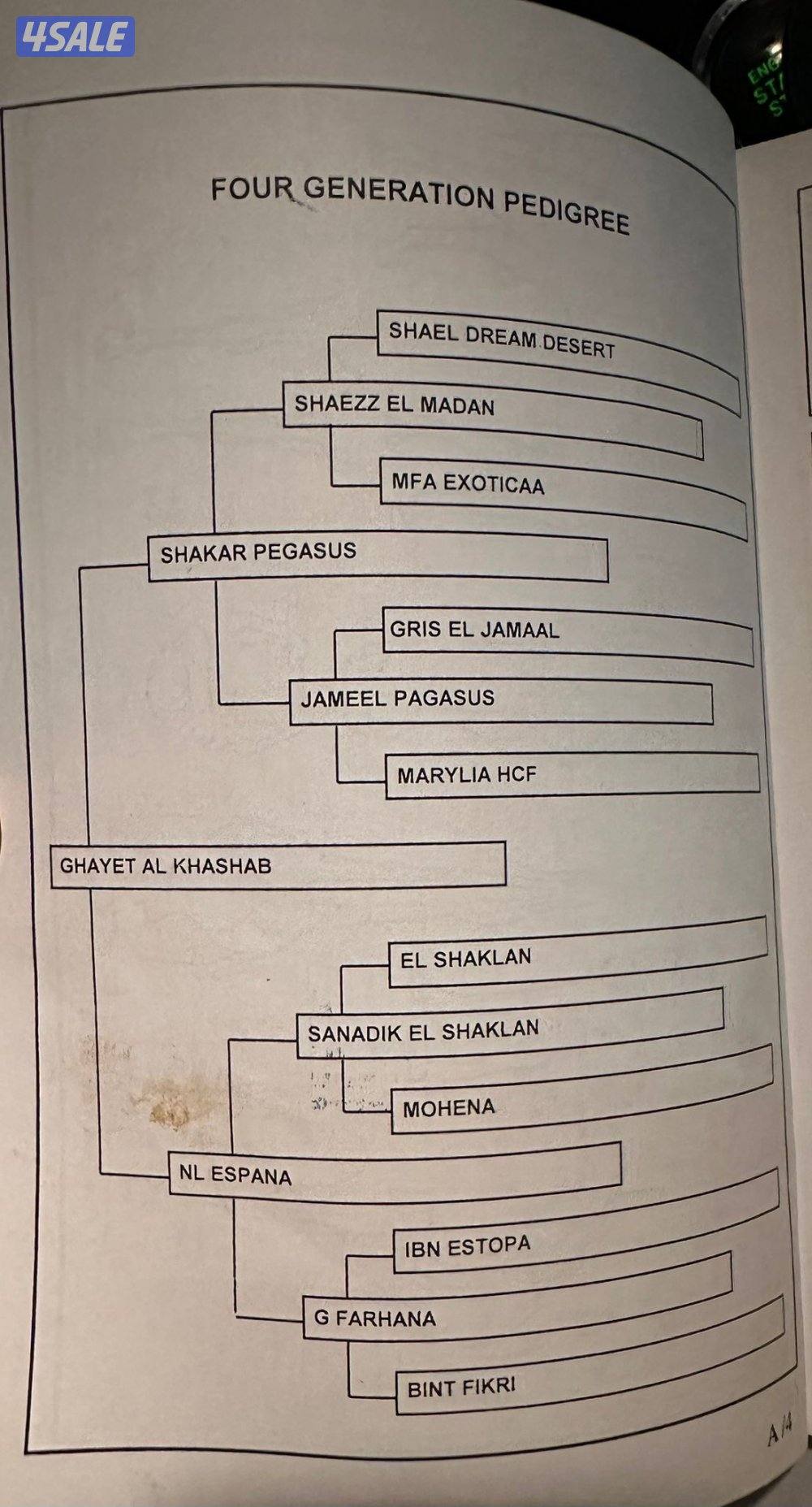 فرس الطول 160 جرم طيبه بنت العالمي البطل شكار بيجاسوس1