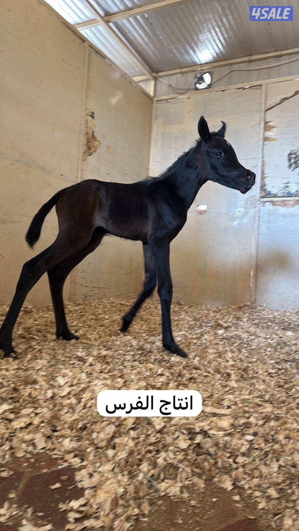 فرس الطول 160 جرم طيبه بنت العالمي البطل شكار بيجاسوس2