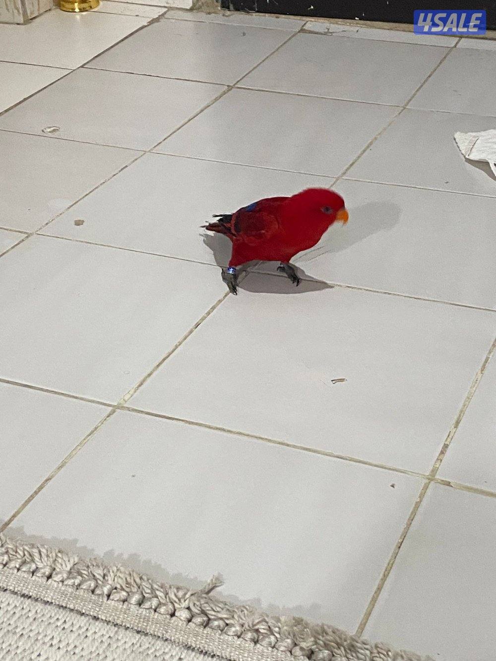 للبيع لوري الحجم الجانبو ربوه يتكلم محيل العمر تقريبن سنه0