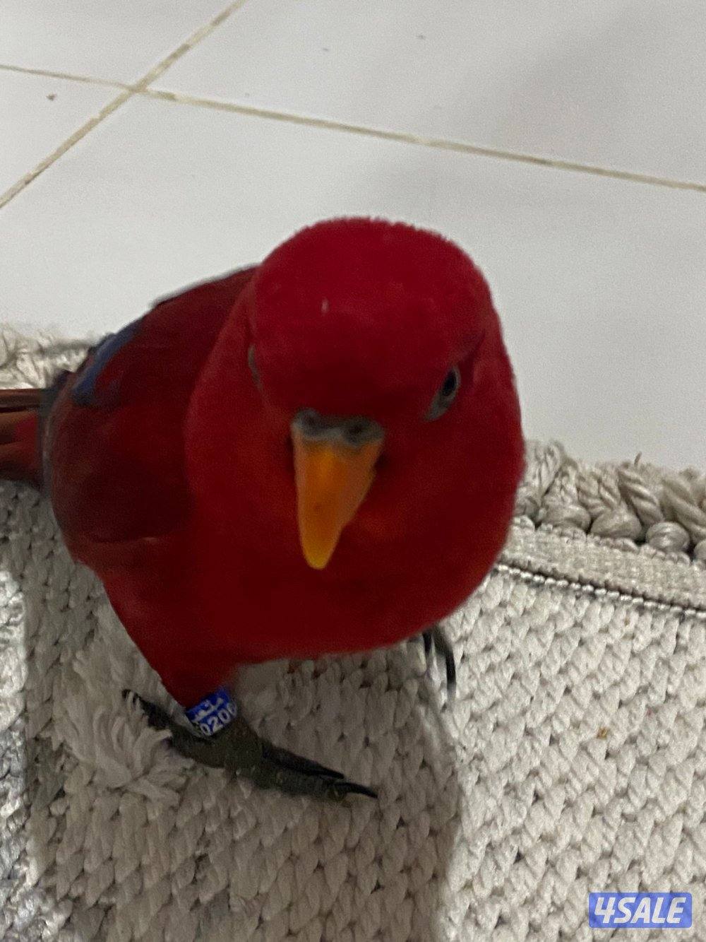 للبيع لوري الحجم الجانبو ربوه يتكلم محيل العمر تقريبن سنه2