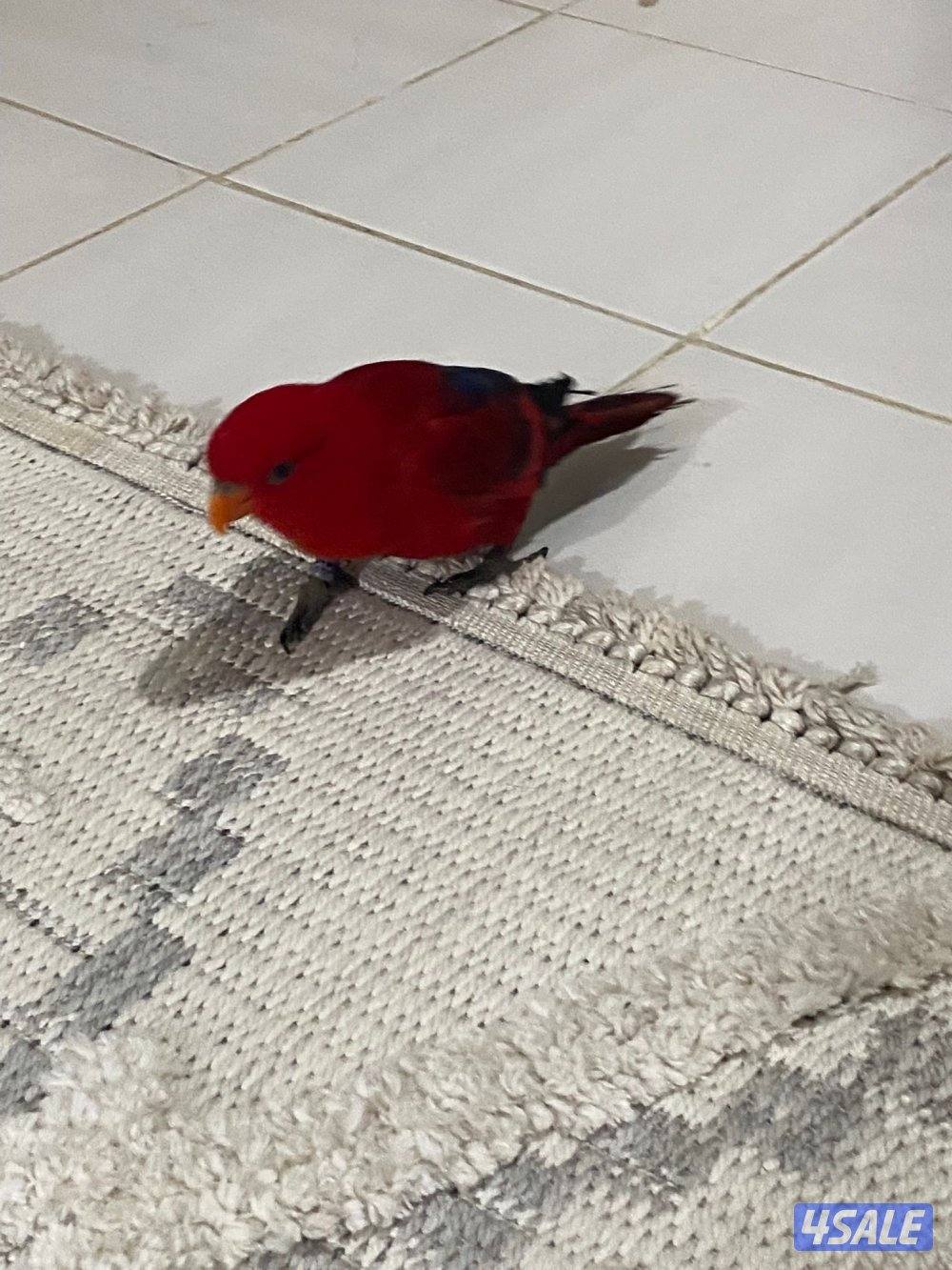 للبيع لوري الحجم الجانبو ربوه يتكلم محيل العمر تقريبن سنه1