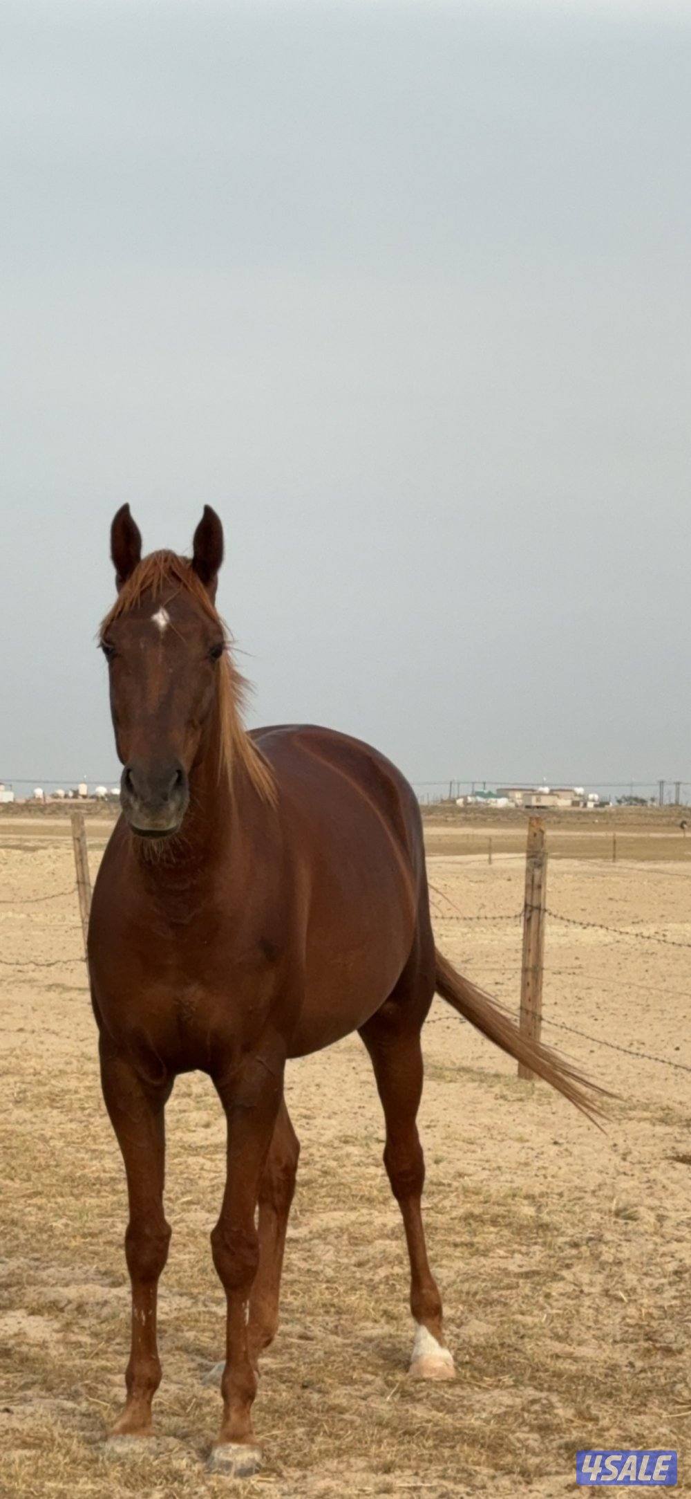 للبيع فرس فرنسيه1