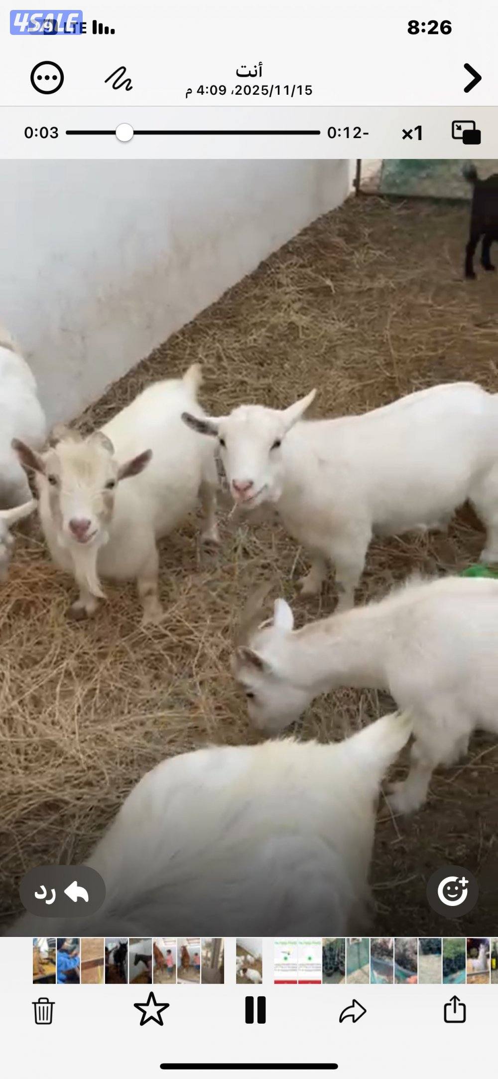 الماعز الجيكيات0