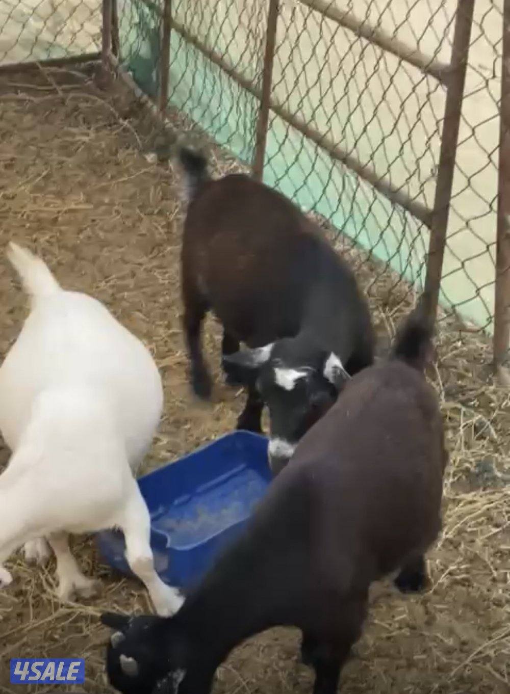 الماعز الجيكيات1