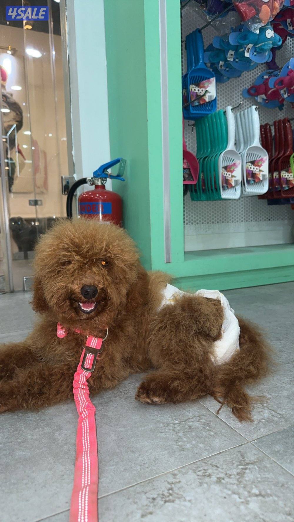 للبيع توي بودل متوفر بني و اسود بيعه سريعه الصامل لراعي بالسعر‼️1