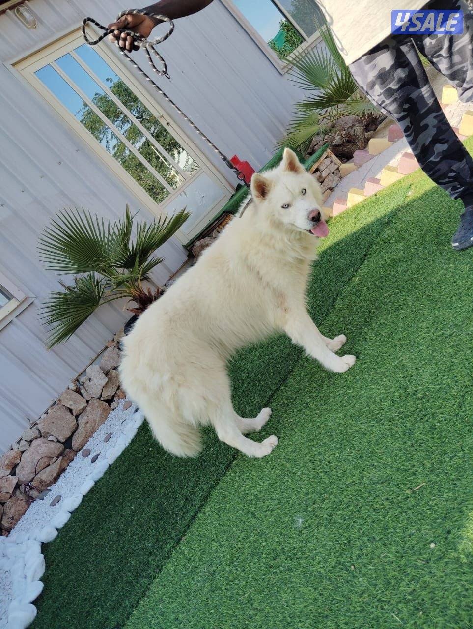 للبيع كلب هاسكي اللاتصال الرقم :خمسة صفر سبعة ثمانية اربعتين خسمه سبعه1