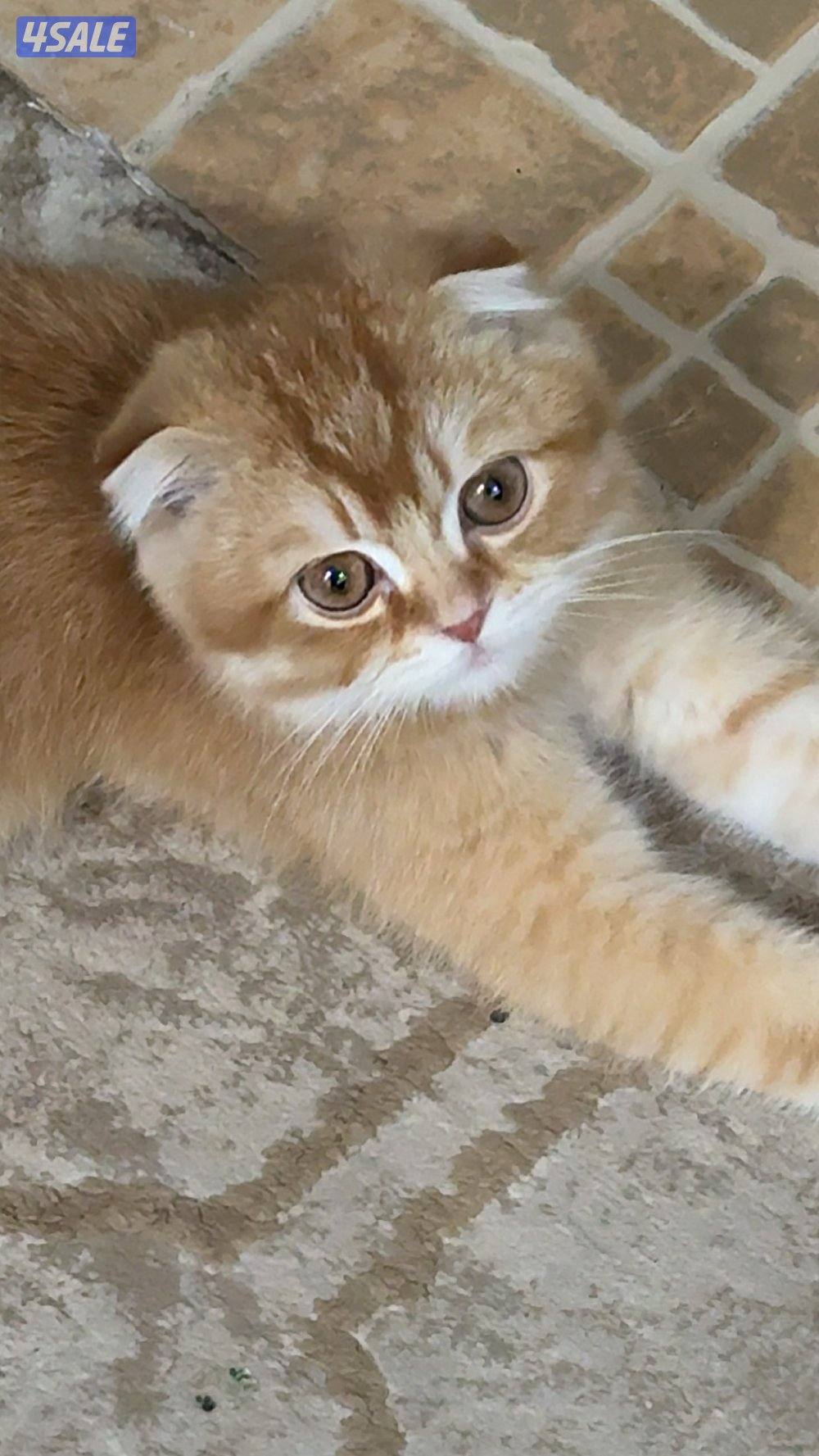 للبيع قطوه نوع سكوتش فولد قولد NY11 ذكر والعمر 4 شهور و الدفتر موجود1