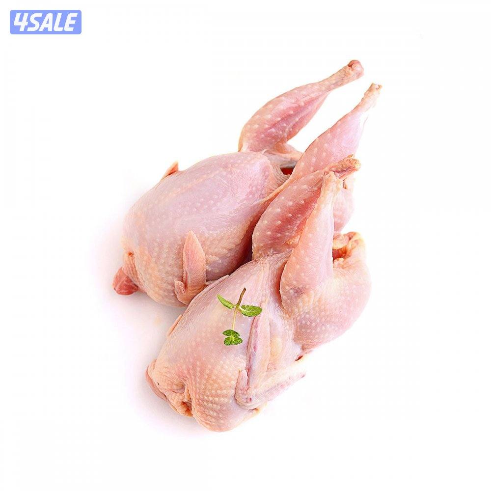 حمام مصري فريش1