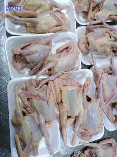 حمام مصري فريش2