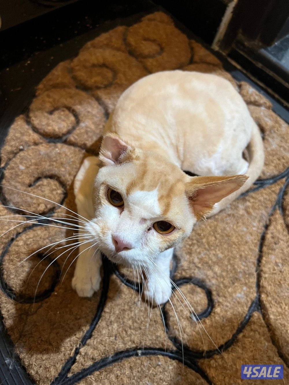 for adoption.   للتبني قطو ذكر0