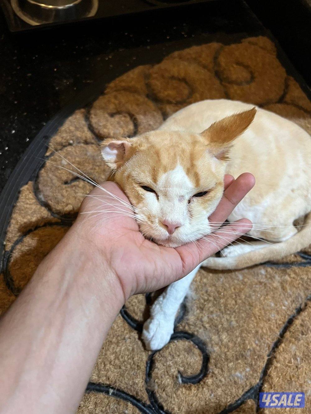 for adoption.   للتبني قطو ذكر1