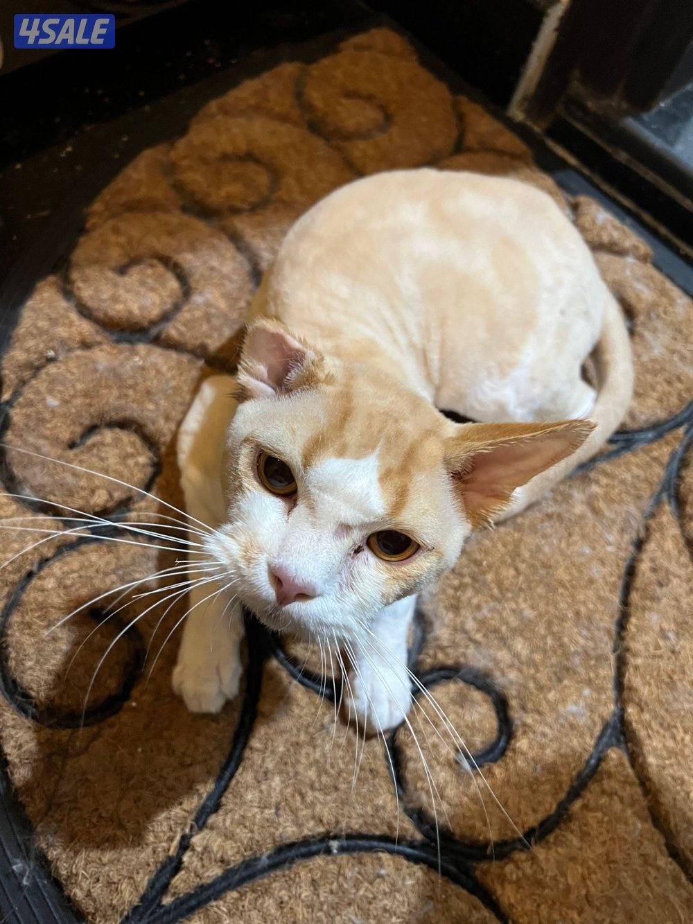 for adoption.   للتبني قطو ذكر2