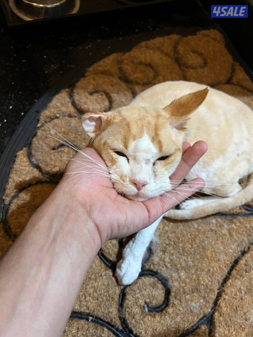 for adoption.   للتبني قطو ذكر3