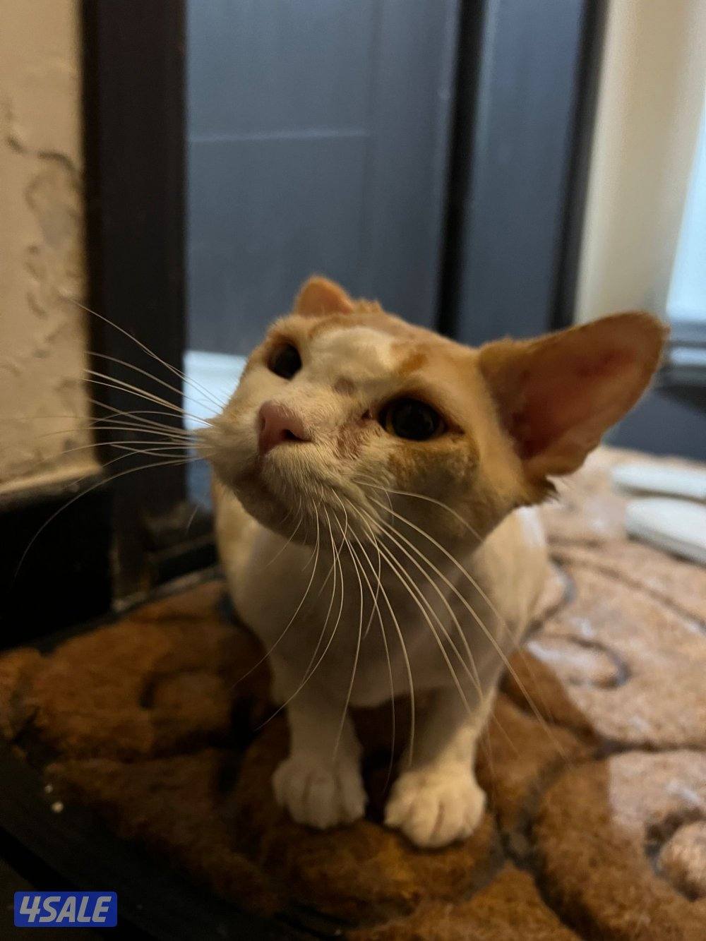 for adoption.   للتبني قطو ذكر4