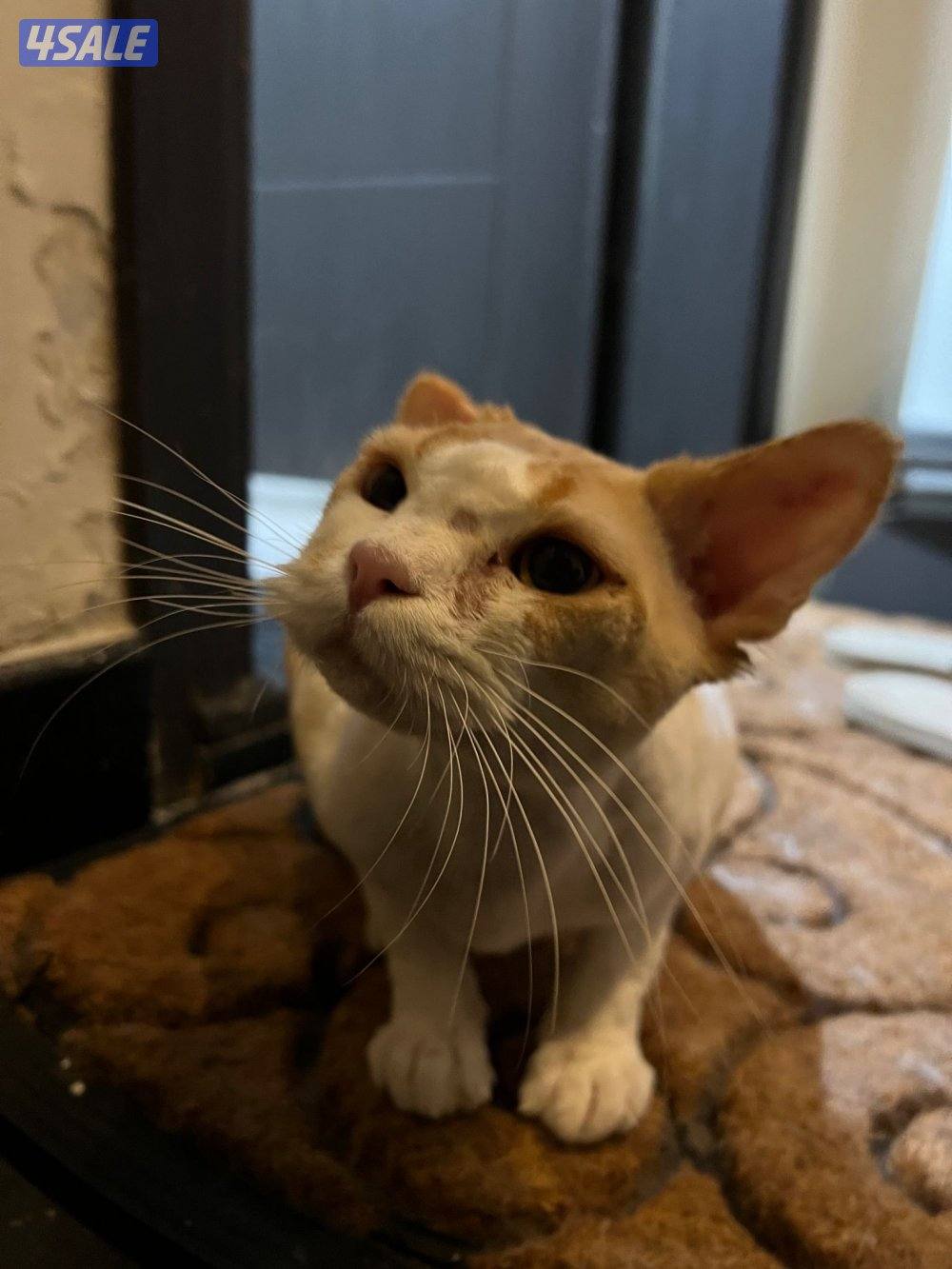 for adoption.   للتبني قطو ذكر6