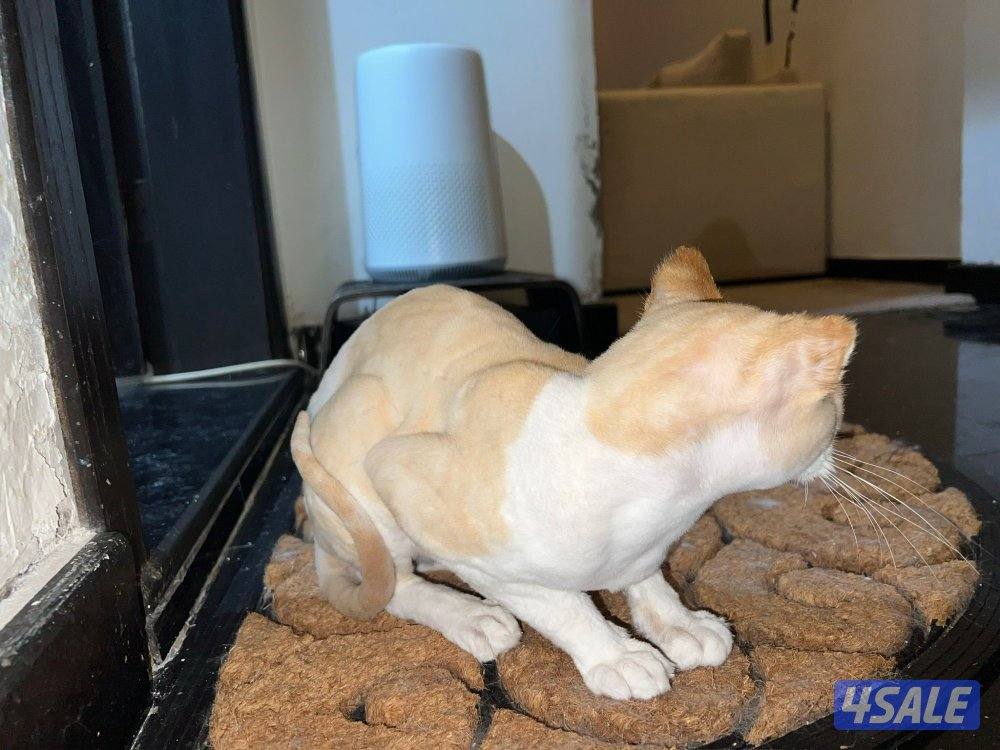 for adoption.   للتبني قطو ذكر5