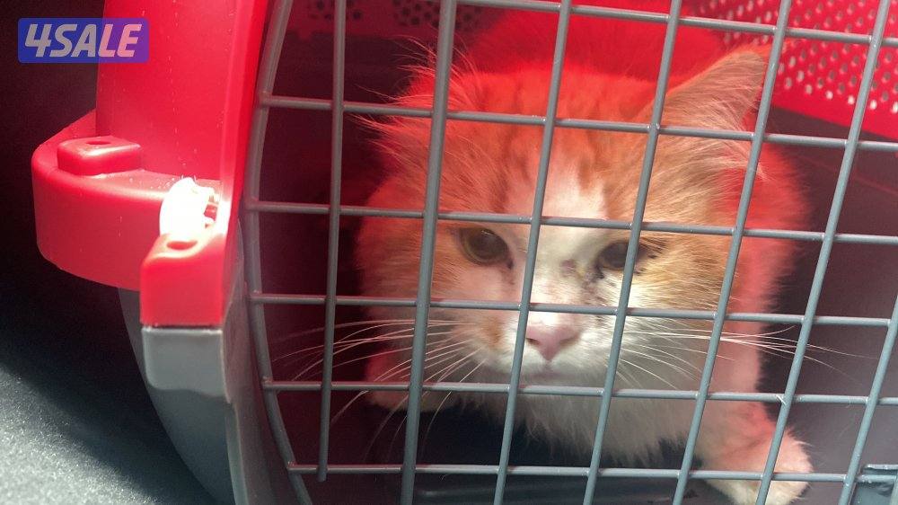 for adoption.   للتبني قطو ذكر7