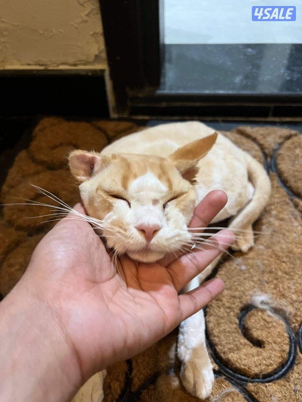 for adoption.   للتبني قطو ذكر8