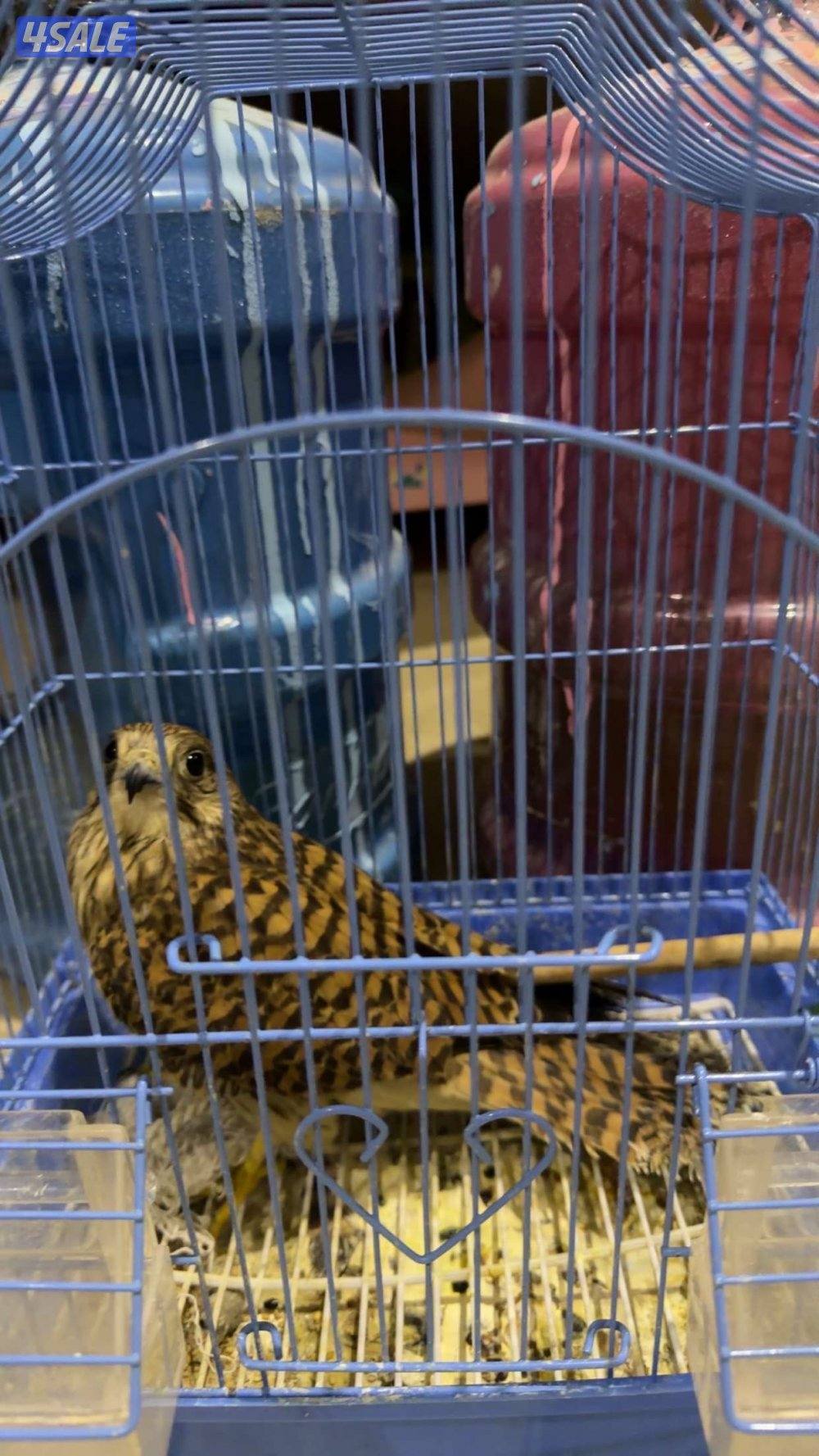 حميميجاتت ترمات2