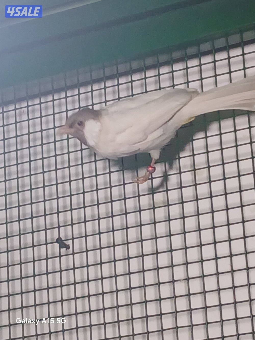 طفرات البلابل للبيع مشروع2