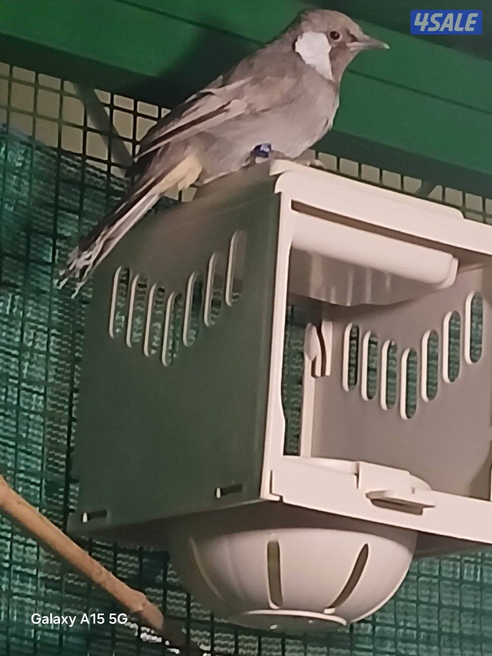 طفرات البلابل للبيع مشروع3